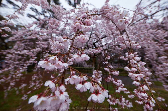 京都御苑,近衛邸跡の桜_IMG_7527,2017yaotomi.jpg