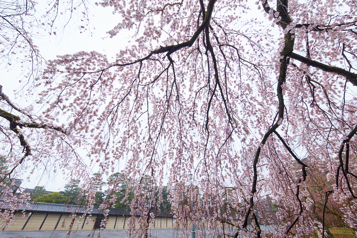 京都御苑,近衛邸跡の桜_IMG_7548,2017yaotomi.jpg