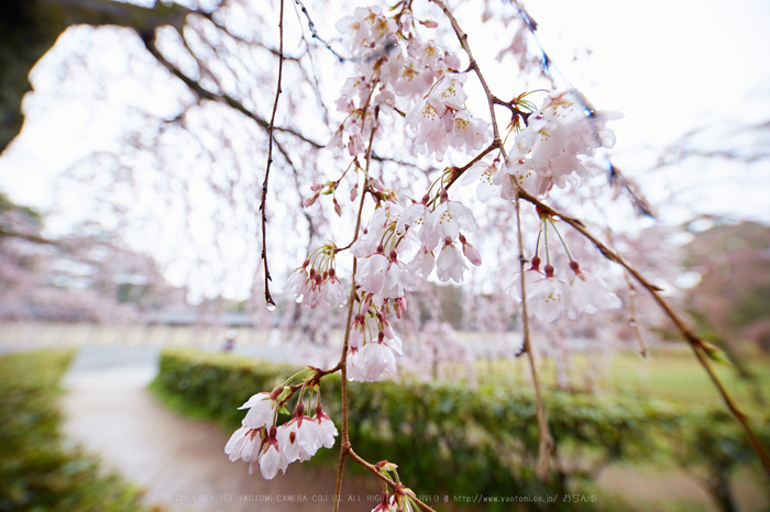 京都御苑,近衛邸跡の桜_IMG_7552,2017yaotomi.jpg