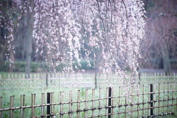 京都御苑,近衛邸跡の桜_IMG_7553,2017yaotomi.jpg