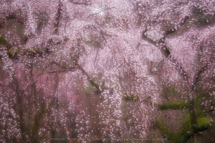 京都御苑,近衛邸跡の桜_IMG_7572,2017yaotomi.jpg