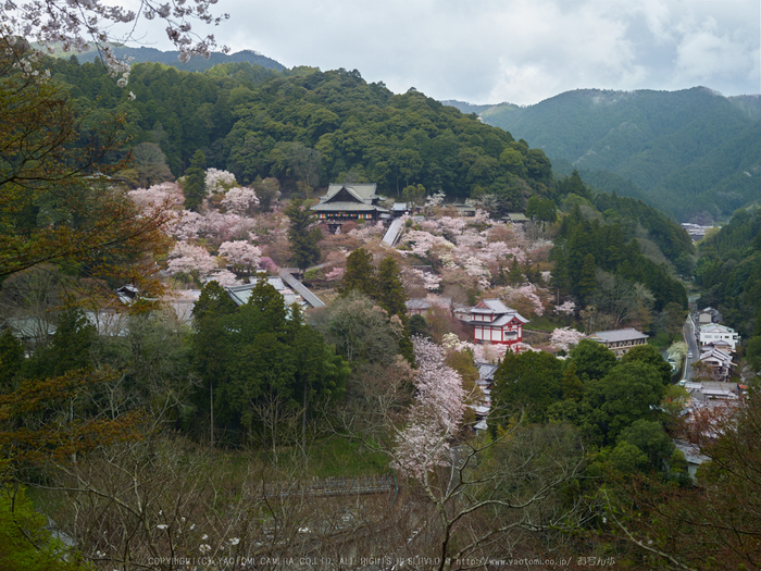 初瀬長谷寺,桜_CF015053,2017yaotomi 1.jpg