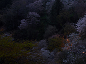 吉野山,桜,CF014948,2017yaotomi 2.jpg