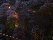 吉野山,桜,CF014948,2017yaotomi 3.jpg