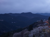 吉野山,桜,CF014948,2017yaotomi.jpg