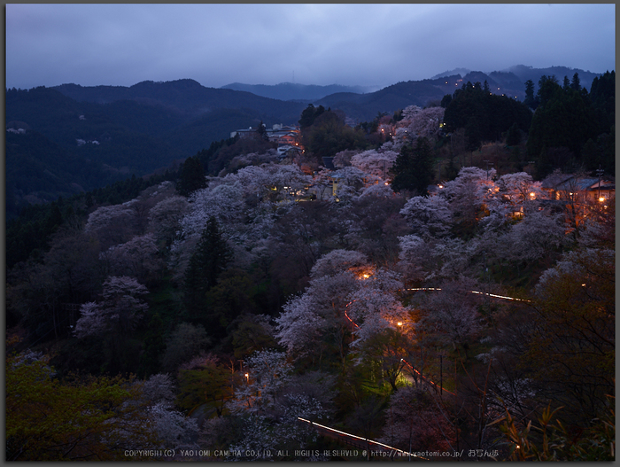 吉野山,桜,CF014948,2017yaotomi_T.jpg