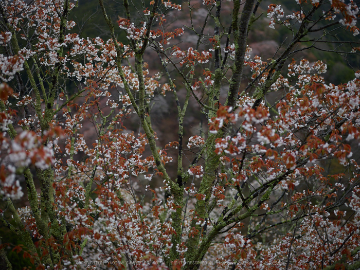 吉野山,桜,CF014989,2017yaotomi.jpg