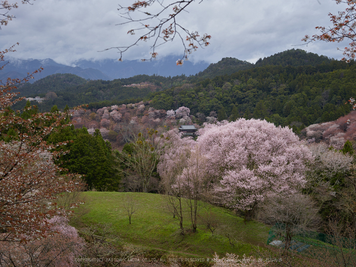 吉野山,桜,CF015019,2017yaotomi.jpg