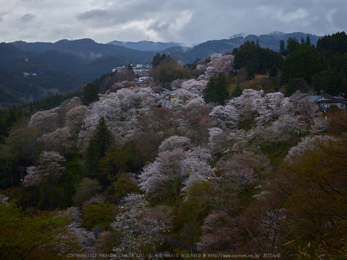 吉野山,桜_CF014968,2017yaotomi.jpg