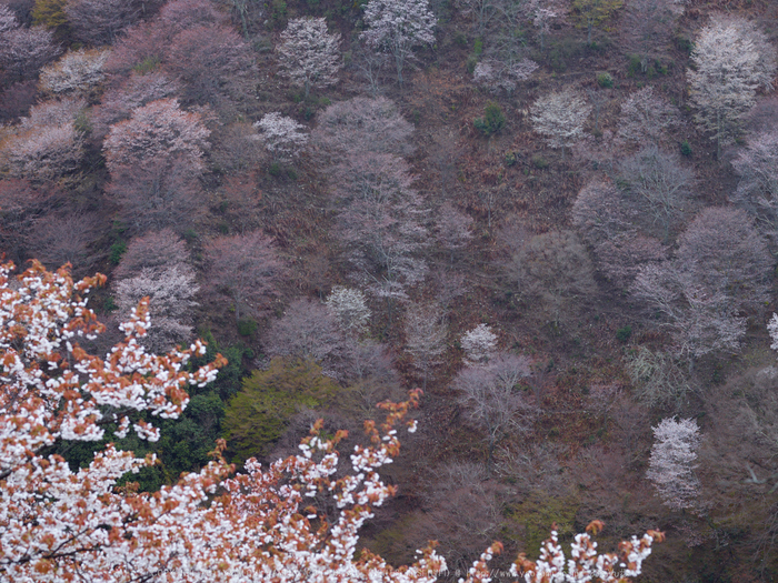 吉野山,桜_CF014973,2017yaotomi 1.jpg