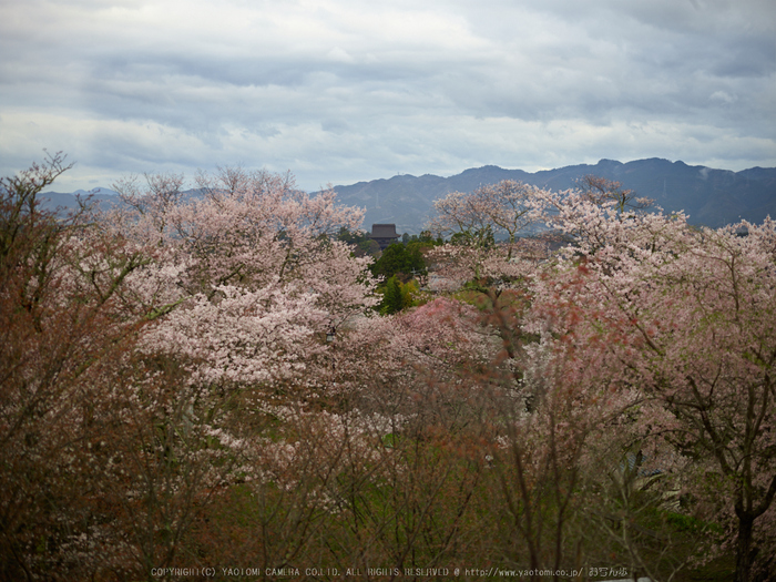 吉野山,桜_CF015007,2017yaotomi 1.jpg