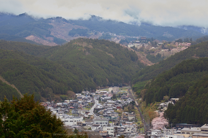 吉野山,桜_IMG_8525,2017yaotomi.jpg