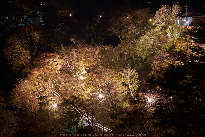 吉野山,桜_IMG_8687,2017yaotomi.jpg