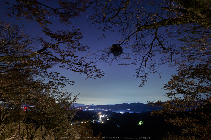 吉野山,桜_IMG_8706,2017yaotomi.jpg