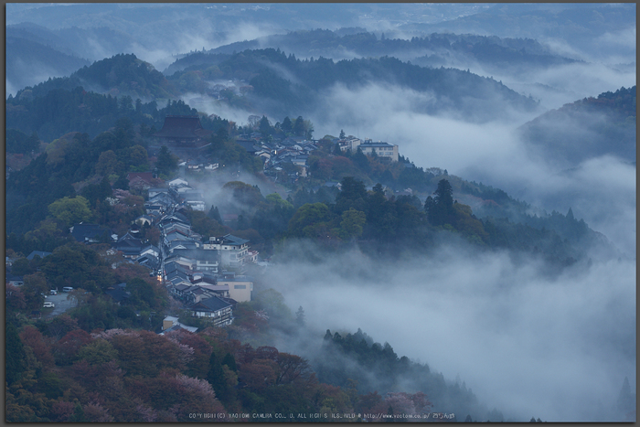 吉野山,桜_IMG_8760,2017yaotomi_T.jpg