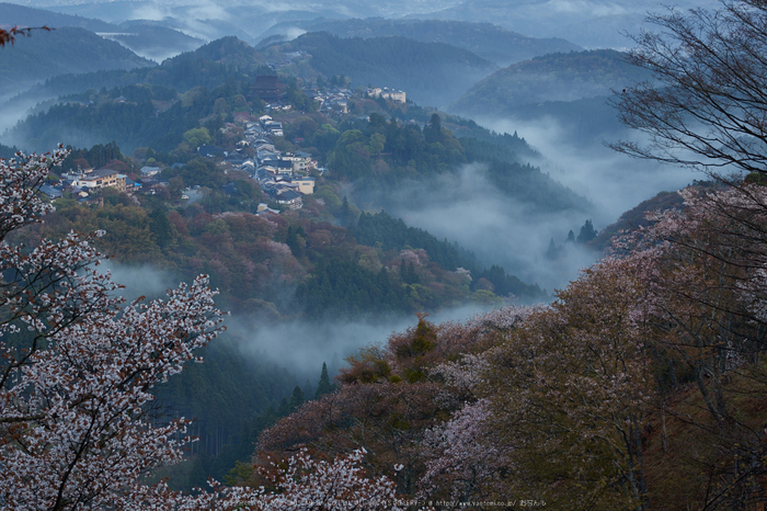 吉野山,桜_IMG_8800,2017yaotomi.jpg