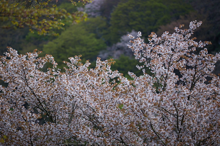 吉野山,桜_IMG_8900,2017yaotomi.jpg