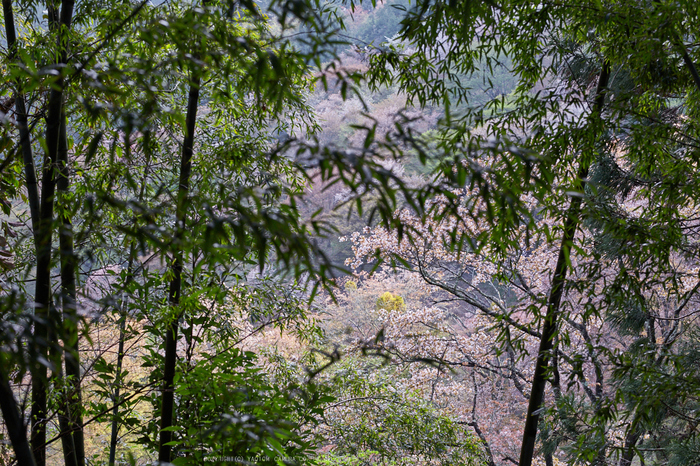 吉野山,桜_IMG_8904,2017yaotomi.jpg