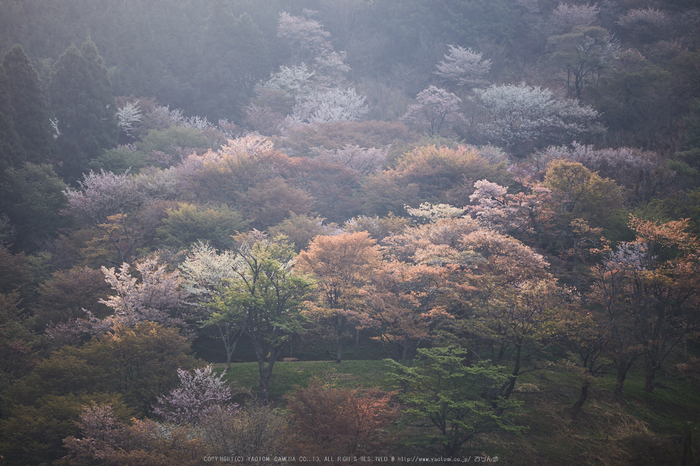 吉野山,桜_IMG_8915,2017yaotomi.jpg