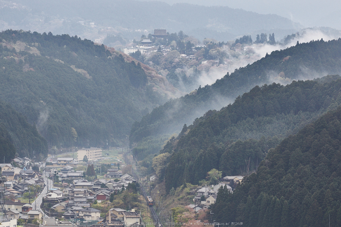 吉野山,桜_IMG_8937,2017yaotomi.jpg