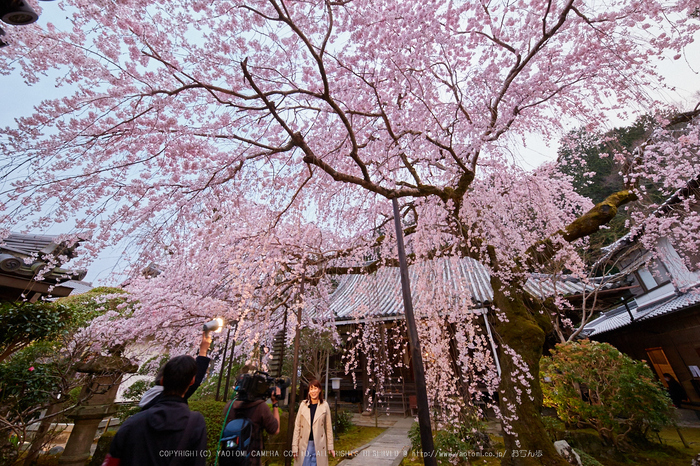 専称寺,桜_IMG_8211,2017yaotomi.jpg