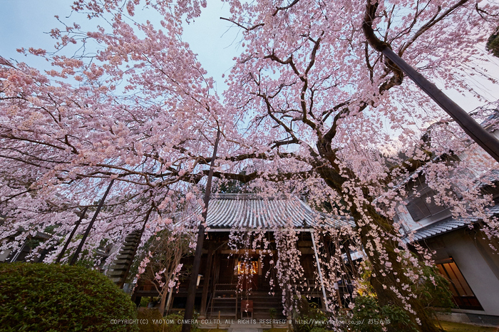 専称寺,桜_IMG_8229,2017yaotomi 1.jpg