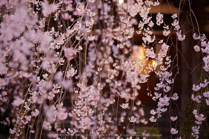 専称寺,桜_IMG_8235,2017yaotomi.jpg