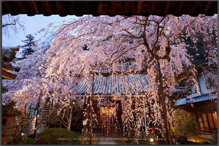 専称寺,桜_IMG_8284,2017yaotomi_T.jpg