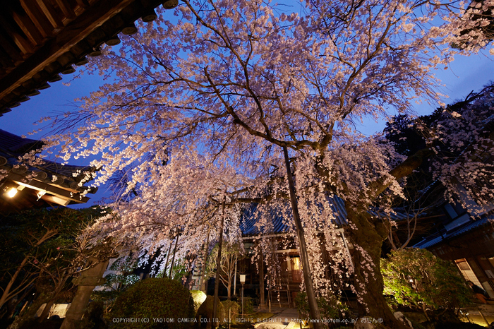 専称寺,桜_IMG_8315,2017yaotomi.jpg