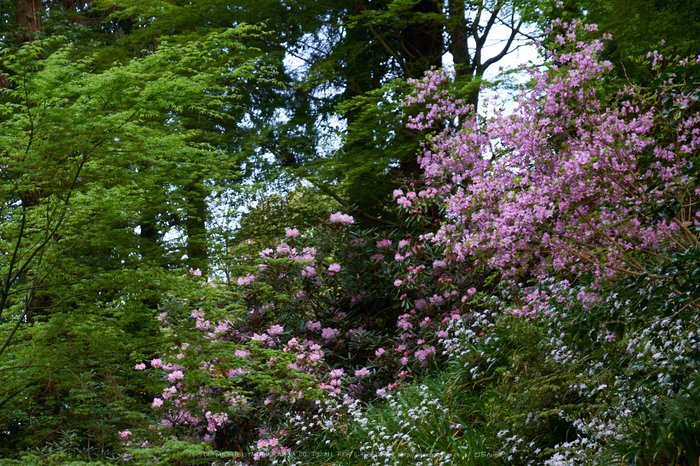 岡寺,石楠花_PRO21816,2017yaotomi.jpg