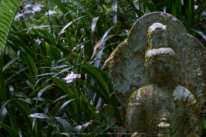 岡寺,石楠花_PRO21838,2017yaotomi.jpg