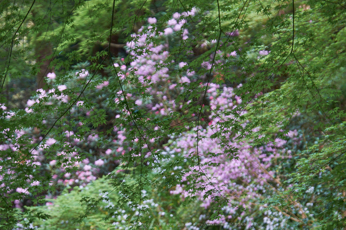 岡寺,石楠花_PRO21844,2017yaotomi.jpg