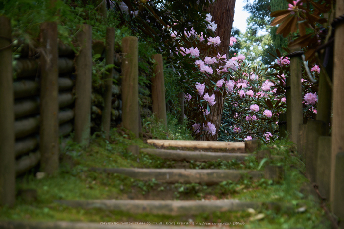 岡寺,石楠花_PRO21845,2017yaotomi 1.jpg