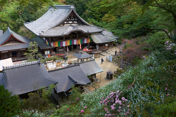 岡寺,石楠花_PRO21869,2017yaotomi.jpg