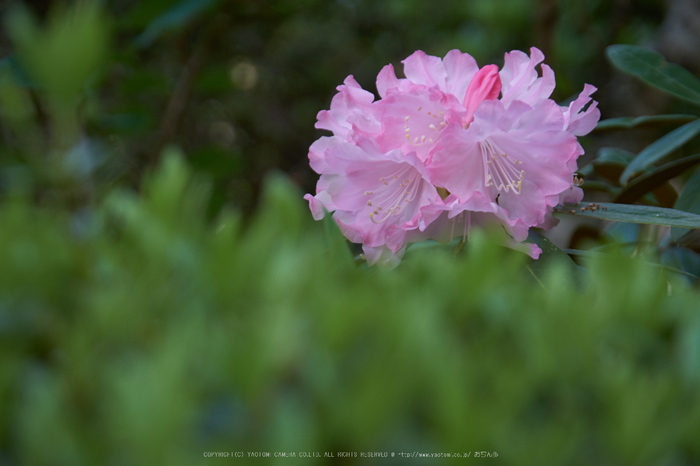 岡寺,石楠花_PRO21880,2017yaotomi.jpg