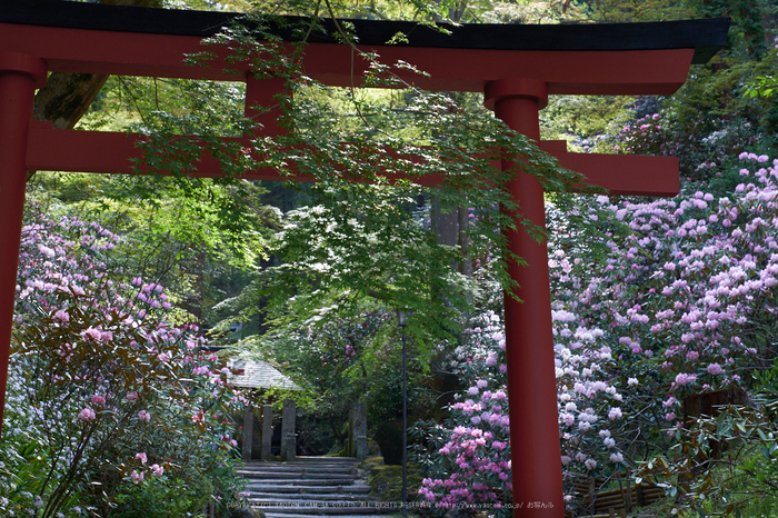 岡寺,石楠花_PRO21890,2017yaotomi.jpg