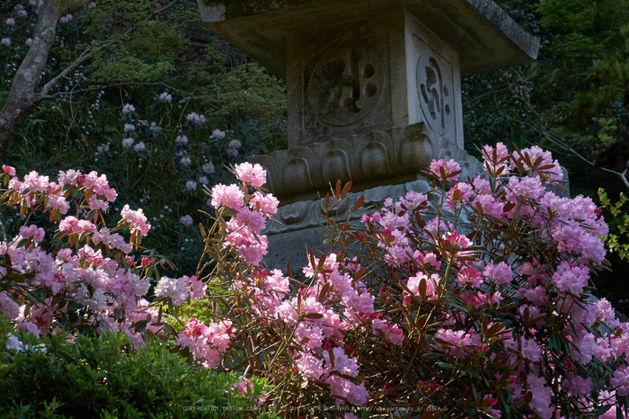 岡寺,石楠花_PRO21901,2017yaotomi.jpg