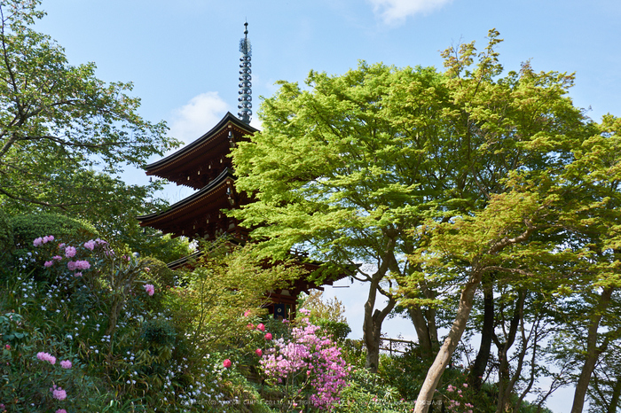 岡寺,石楠花_PRO21922,2017yaotomi.jpg