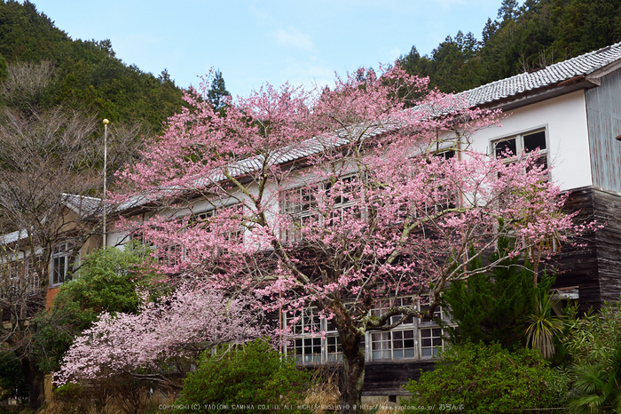 旧丹生小学校_P4080139,2017yaotomi.jpg