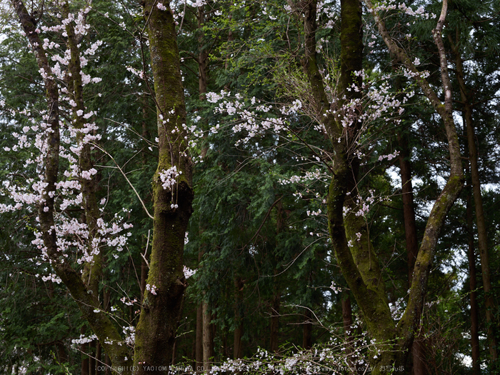 桜井初瀬,桜_CF015061,2017yaotomi.jpg