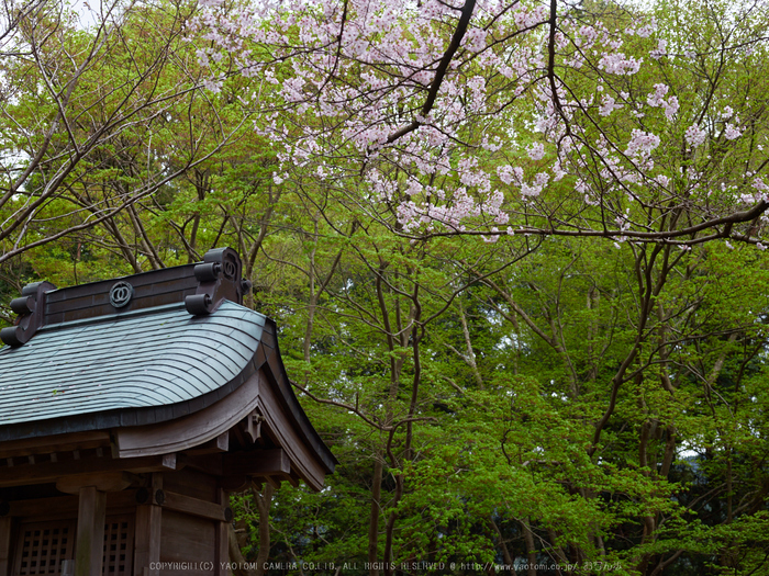 桜井初瀬,桜_CF015074,2017yaotomi.jpg