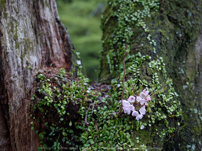 桜井初瀬,桜_CF015076,2017yaotomi.jpg