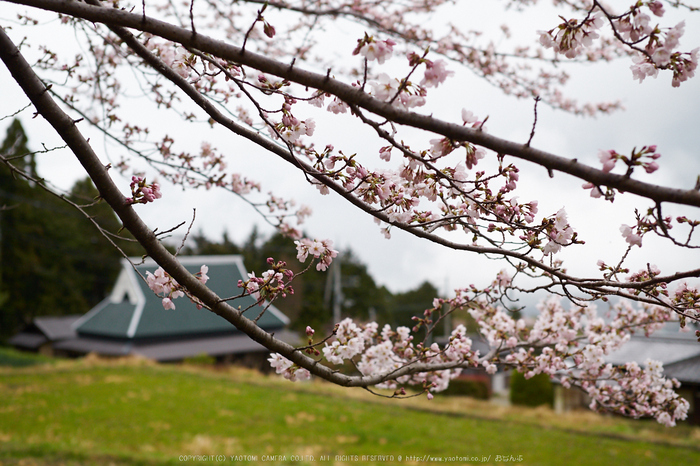 菩薩寺,桜_P4080266,2017yaotomi.jpg