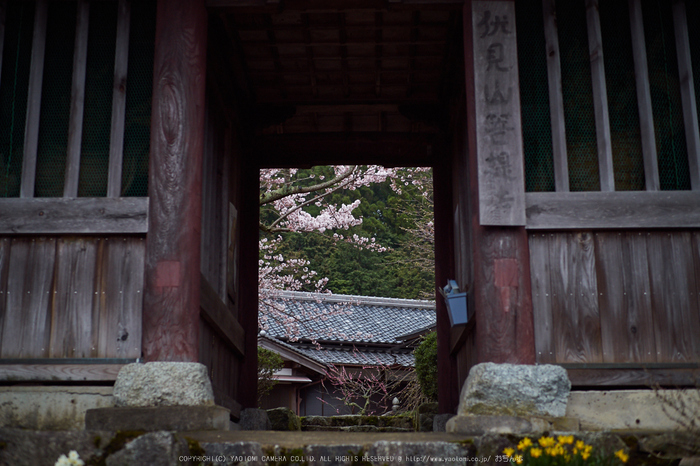 菩薩寺,桜_P4080270,2017yaotomi.jpg