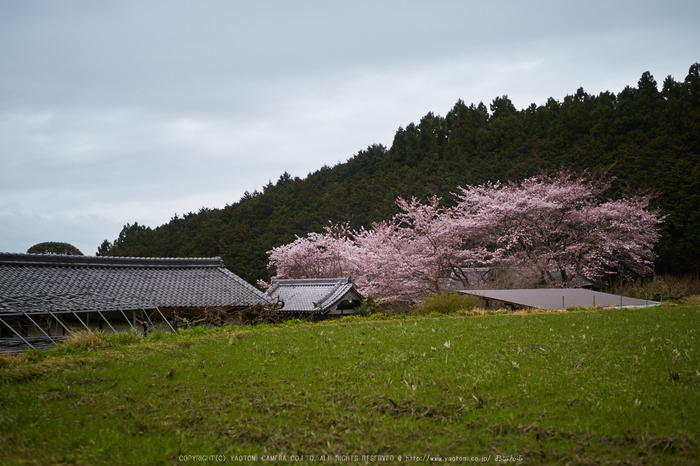 菩薩寺,桜_P4080271,2017yaotomi.jpg