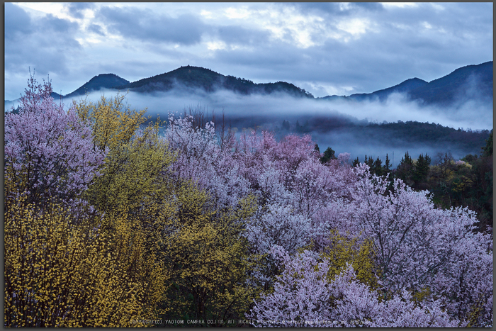 西吉野鹿場,桃源郷_P4080019,2017yaotomi_T.jpg