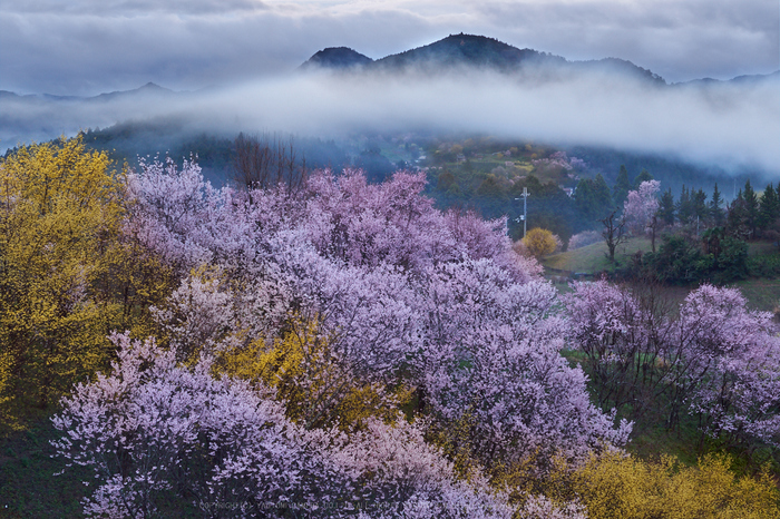 西吉野鹿場,桃源郷_P4080052,2017yaotomi.jpg