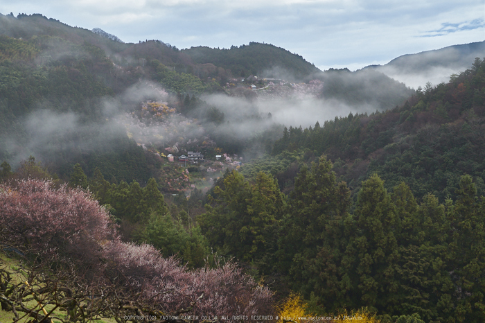 西吉野鹿場,桃源郷_P4080107,2017yaotomi.jpg