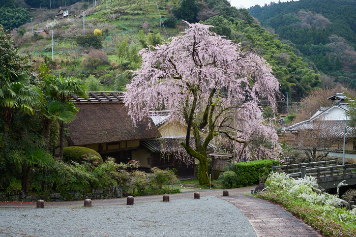 賀名生,皇居前_P4080141,2017yaotomi.jpg