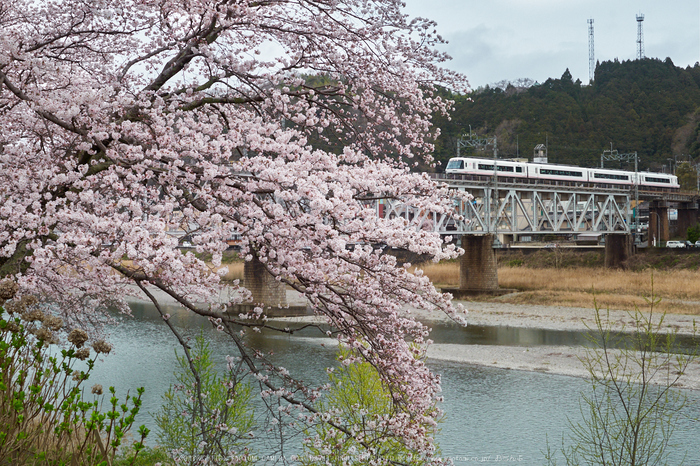 近鉄吉野線,桜_P4080171,2017yaotomi.jpg